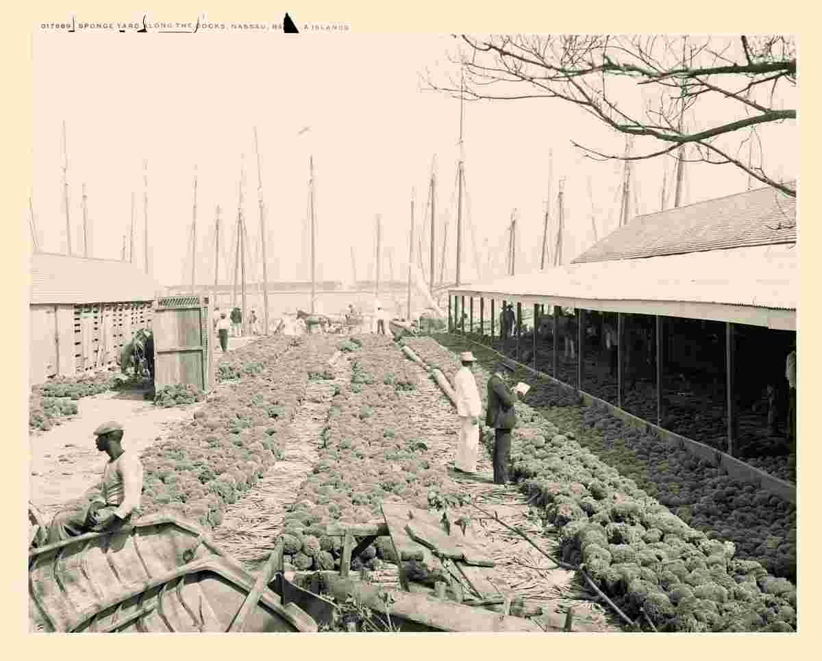 Nassau. Sponge yard along the docks, between 1900 and 1906