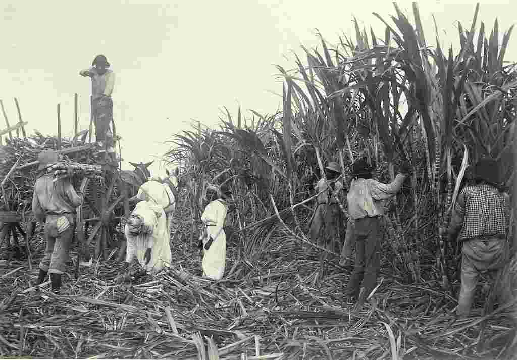 Pointe-à-Pitre. Sugar cane cutters