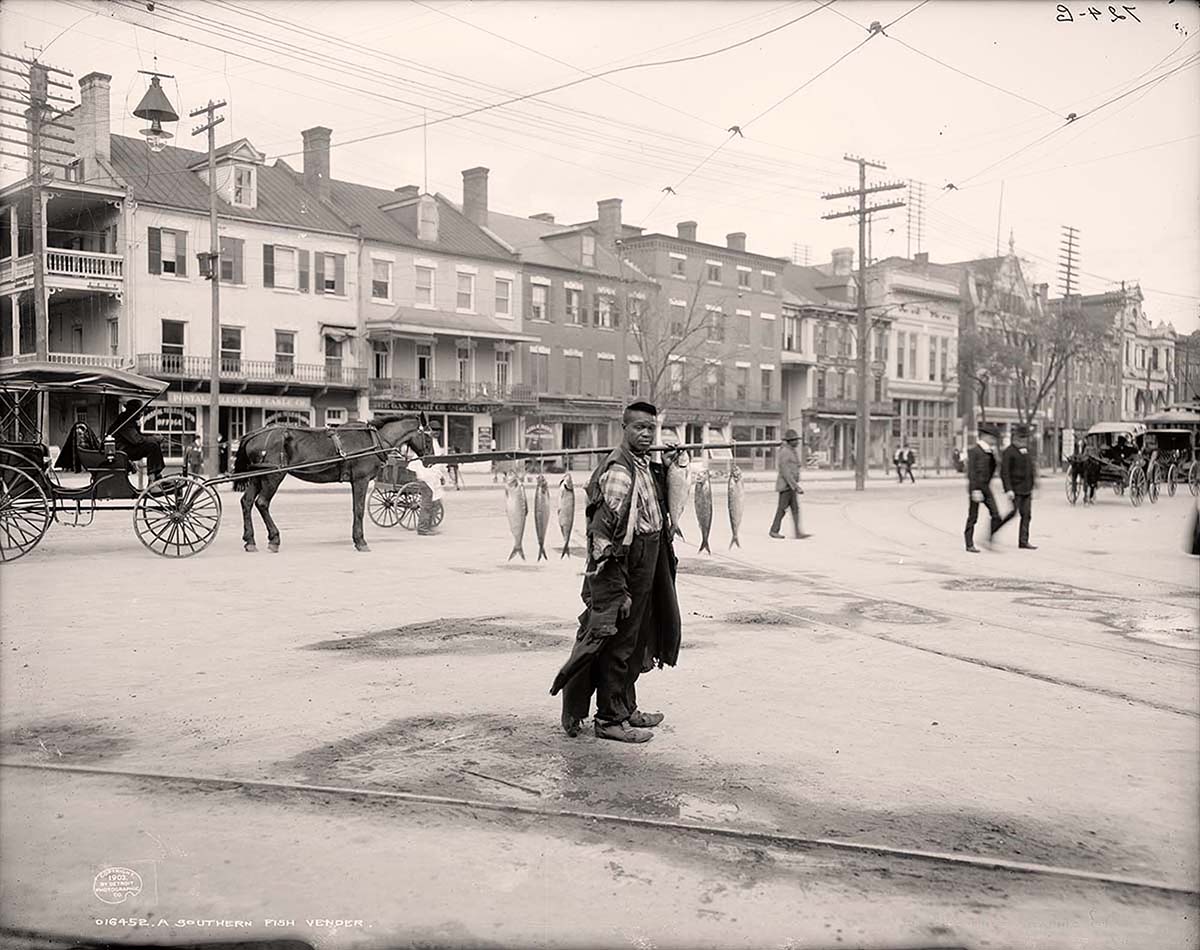 Augusta. Southern fish vendor, 1903