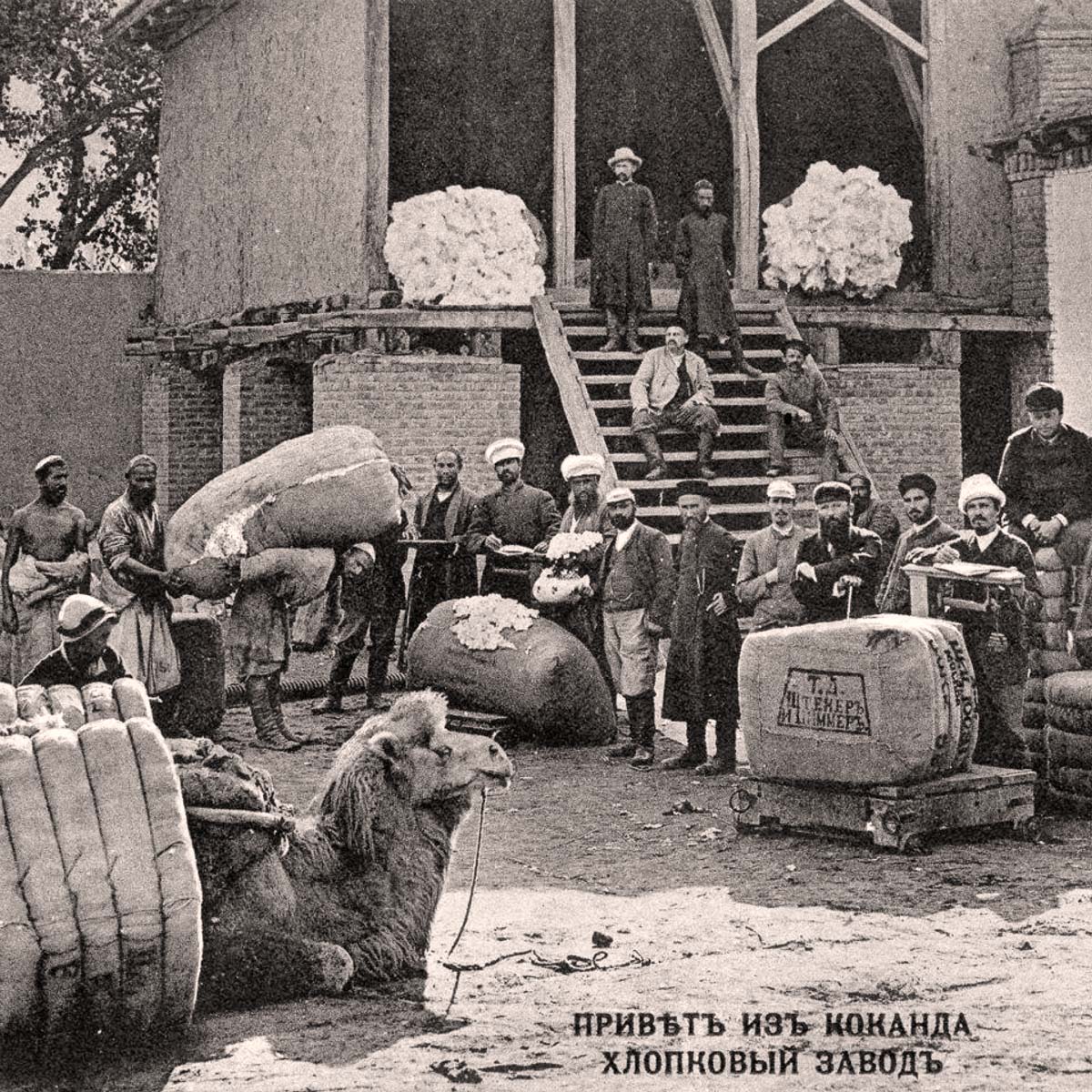 Kokand. Cotton plant