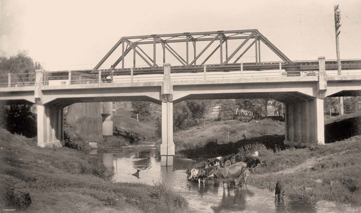 Cattle drinking from a creek at Nambour, 1935