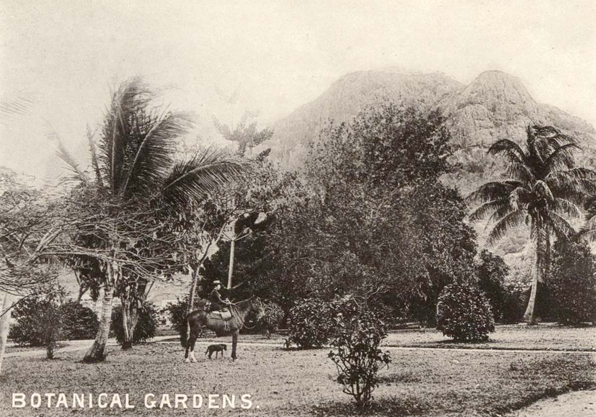 Townsville. Horse and rider accompanied by a dog