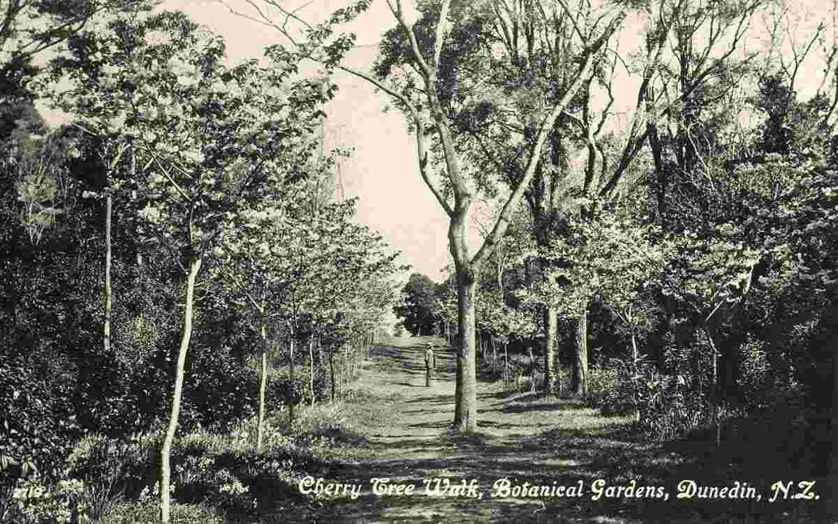 Dunedin. Cherry Tree Walk, Botanical Gardens