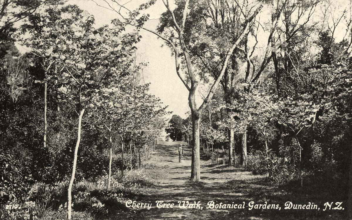 Dunedin. Cherry Tree Walk, Botanical Gardens