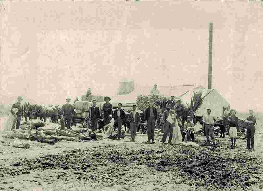 Tauranga. Te Kopua Flax Mill